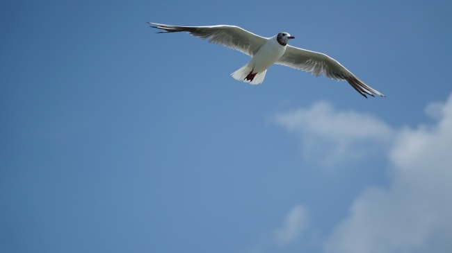 展翅海鸥天空背景图片