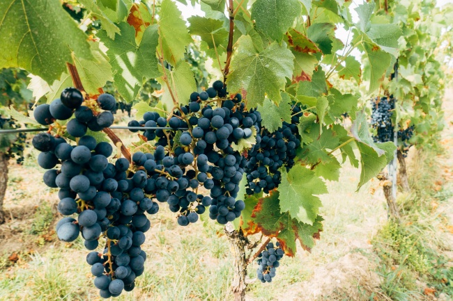 葡萄园黑葡萄成熟图片