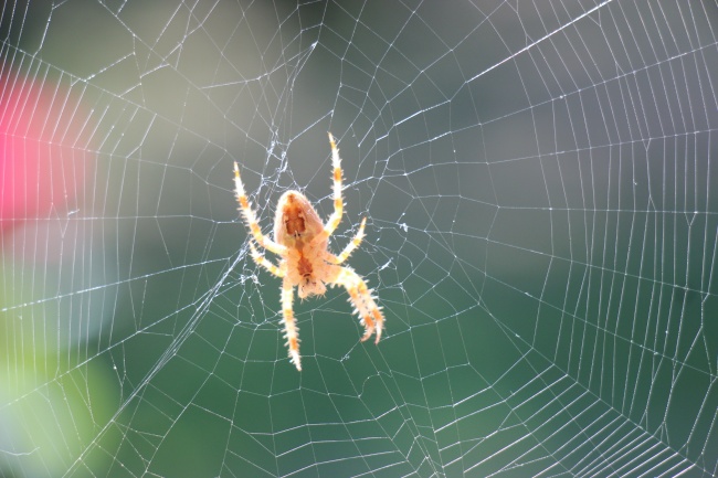 知网的小蜘蛛图片