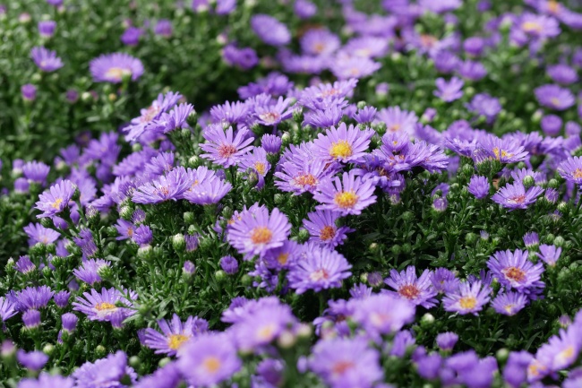 ‘~漂亮紫色雏菊花图片  ~’ 的图片