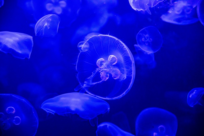 蓝色海洋水母图片