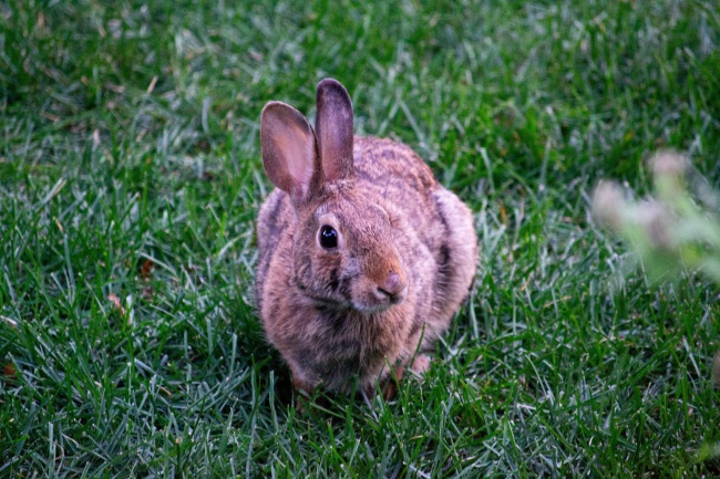 绿草地灰色兔子图片