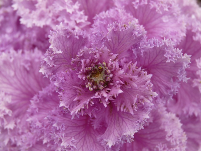 粉色花瓣微距图片