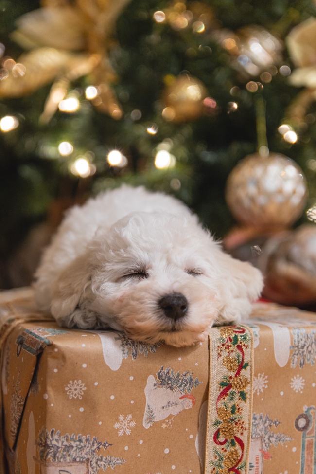 圣诞节狗狗酣睡图片