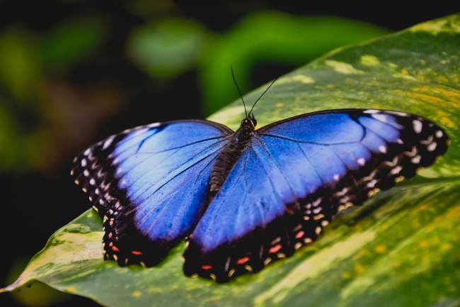 蓝色蝴蝶昆虫图片