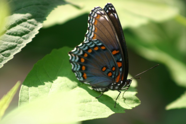 条纹斑点蝴蝶图片