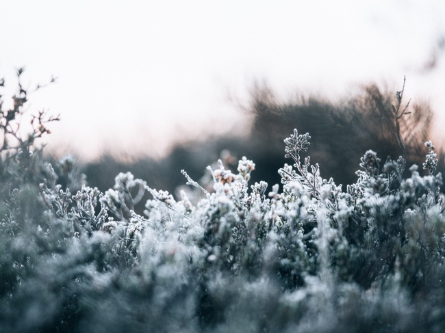‘~白霜覆盖的植物图片  ~’ 的图片