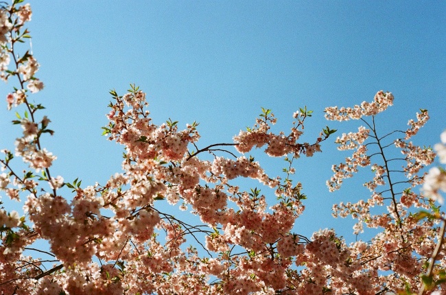 蓝色天空樱花图片