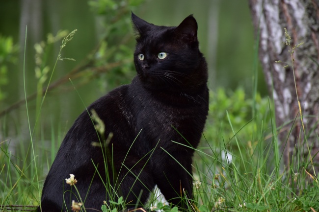 纯黑色宠物猫摄影图片