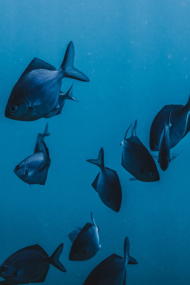‘~蓝色深海鱼群图片  ~’ 的图片