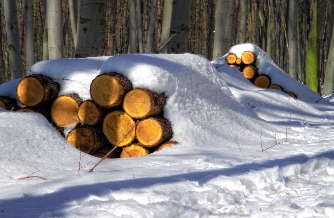 冬天雪地里的木材堆图片