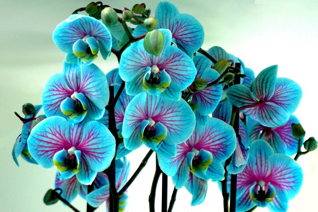 蓝色兰花盆栽图片