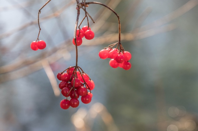 ‘~冬季枝头红浆果图片  ~’ 的图片