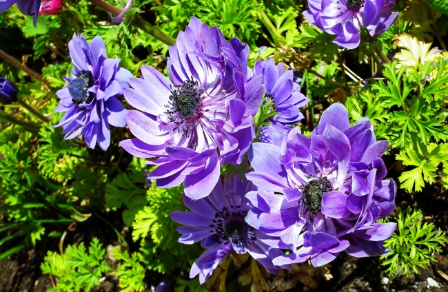 紫色银莲花花朵图片