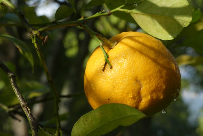橘子树上成熟的橘子图片