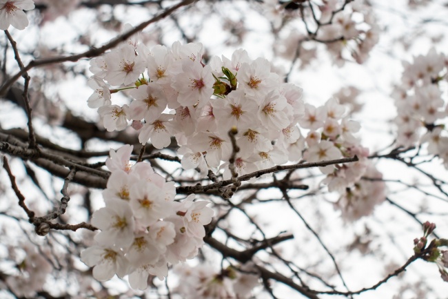 樱花树开满樱花图片