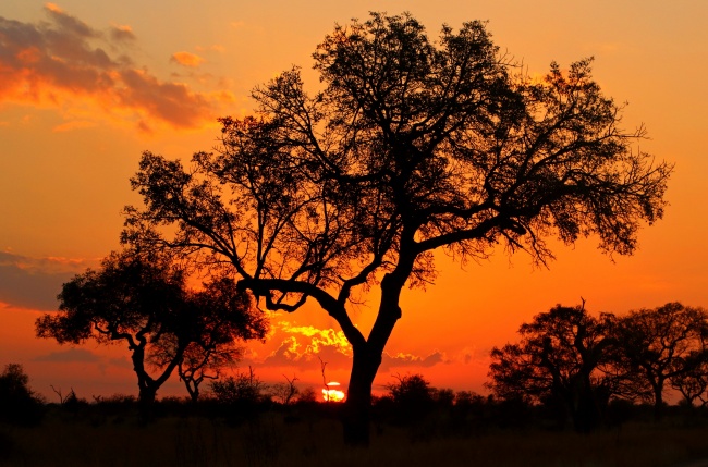 黄昏日落树木剪影风景图片