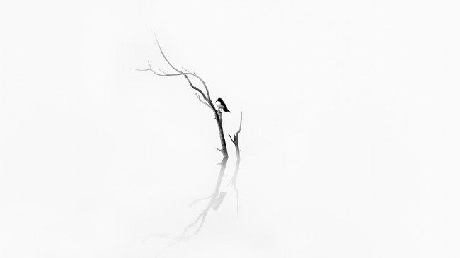 黑白意境干树枝小鸟图片