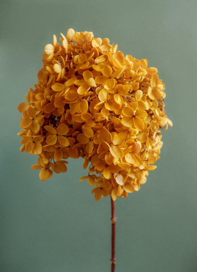 黄色花簇图片