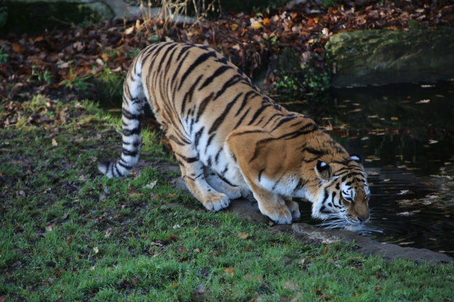 ‘~动物园大老虎喝水图片  ~’ 的图片