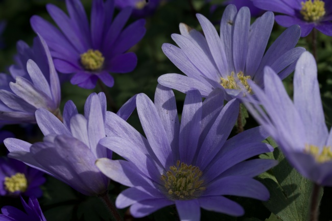 盛开紫色菊花花朵图片