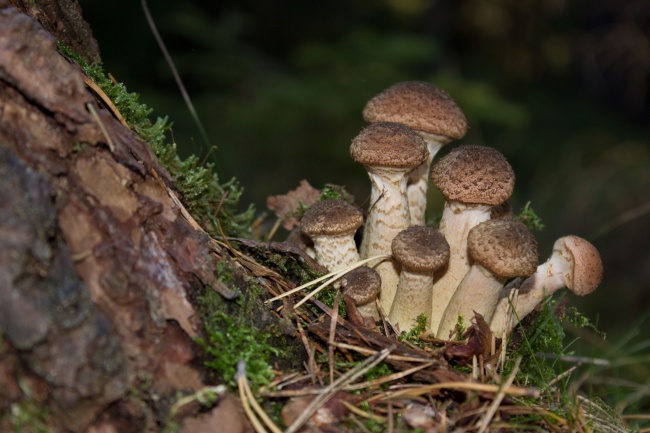 ‘~树上的野生蘑菇图片  ~’ 的图片