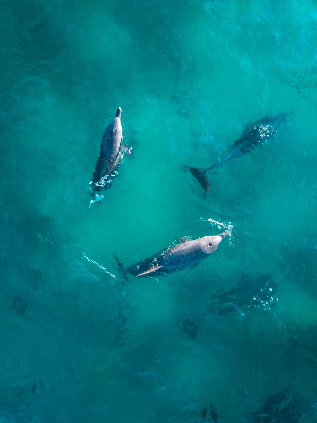 蓝色海洋三只海豚图片