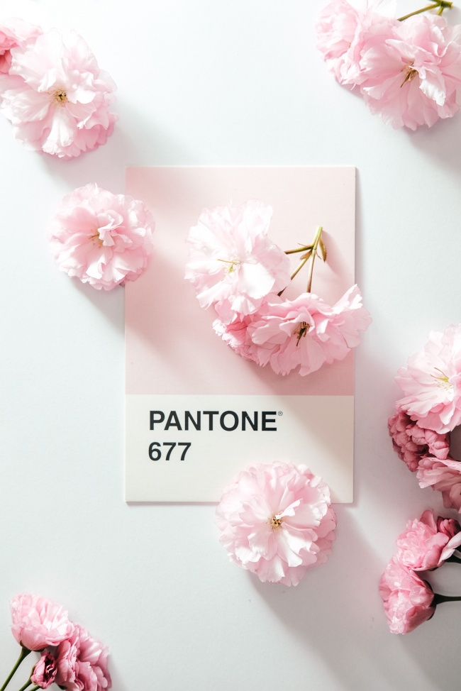 粉色淡雅花卉杂志封面图片