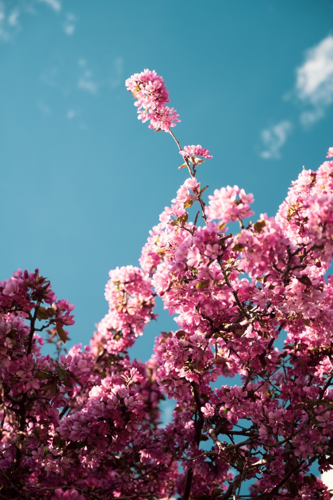 蓝天白云粉色花卉图片