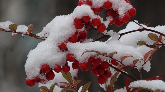 ‘~冬季成熟红浆果图片  ~’ 的图片