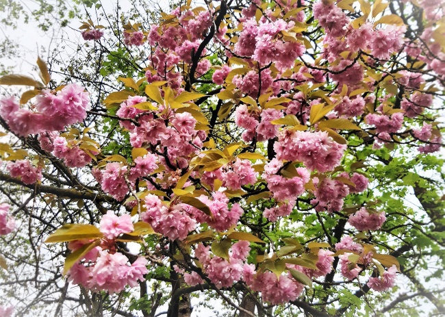 日本樱花树粉色樱花图片