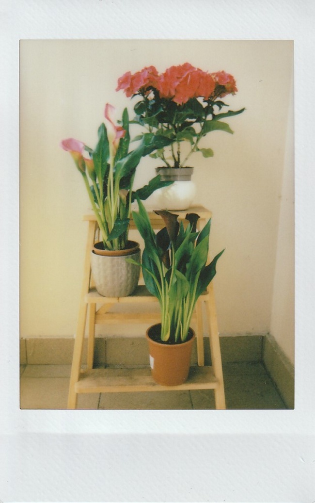 ‘~阶梯上的盆栽植物图片  ~’ 的图片