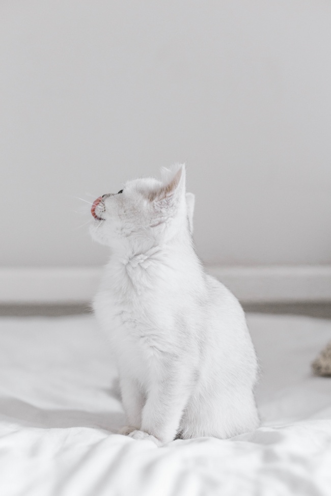 白色小萌猫图片