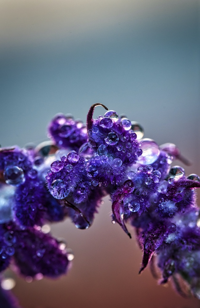 ‘~雨后紫色花卉微距图片  ~’ 的图片
