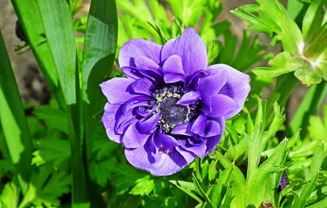 开放紫色银莲花图片