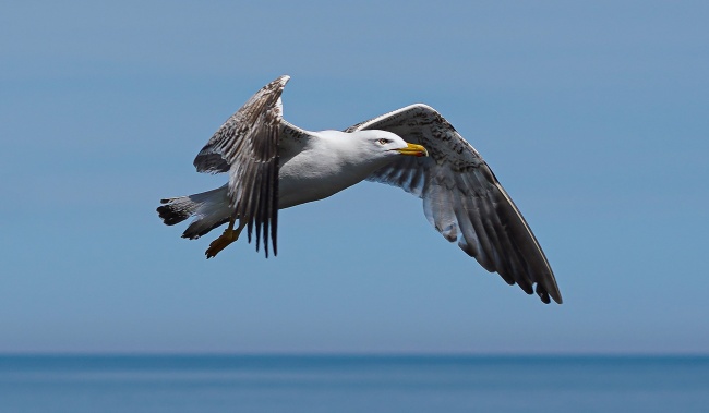 展翅飞行的海鸥图片