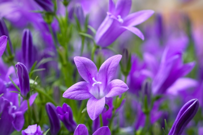 紫色桔梗花开放图片