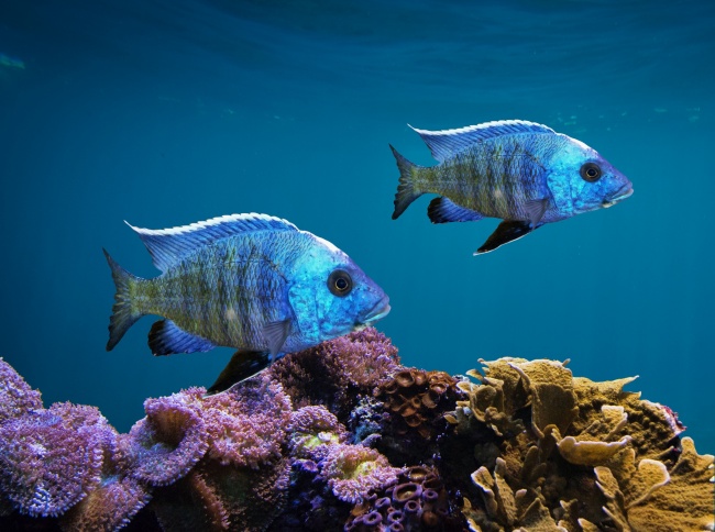 海底蓝色鱼图片