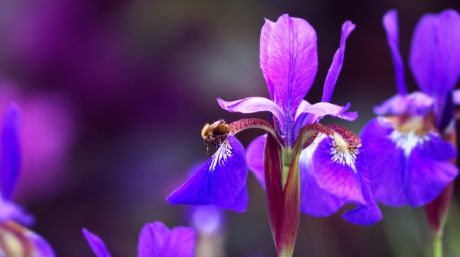紫色鸢尾花开放花朵图片
