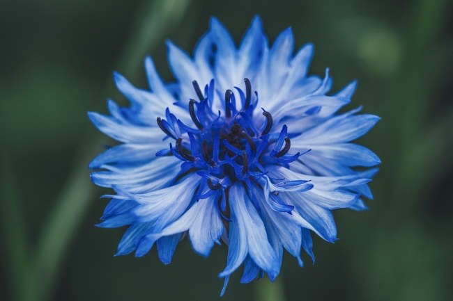 蓝色矢车菊摄影图片