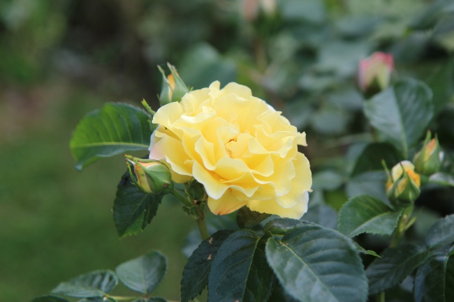 黄色灿烂玫瑰花朵图片