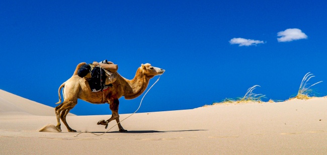 ‘~行走在沙漠中的骆驼图片  ~’ 的图片
