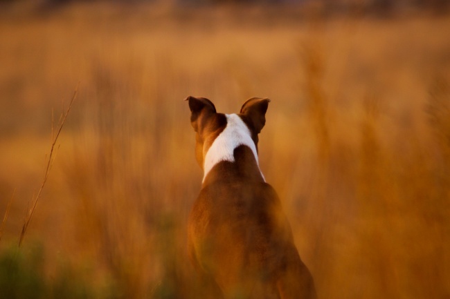 棕色狗狗背影图片