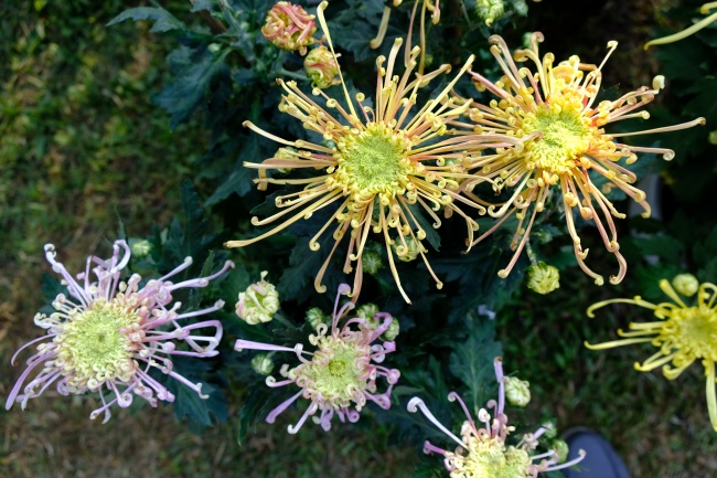 蜘蛛菊花朵图片