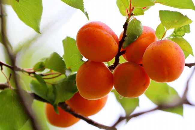 ‘~树枝上成熟杏子水果图片  ~’ 的图片