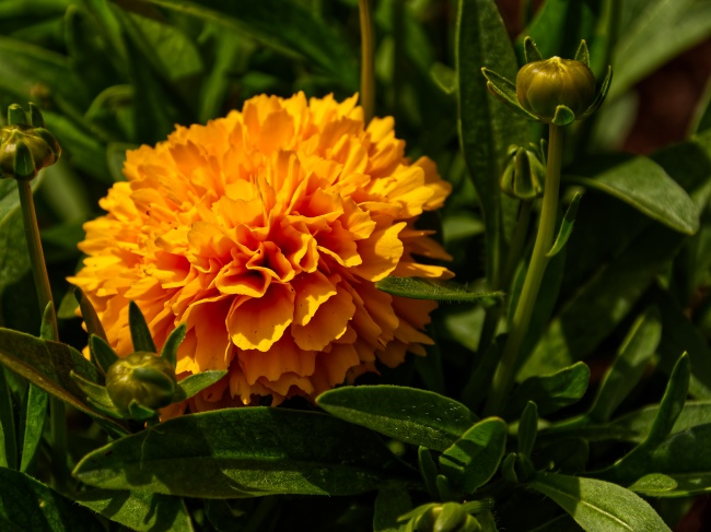 橙色万寿菊花朵开放图片
