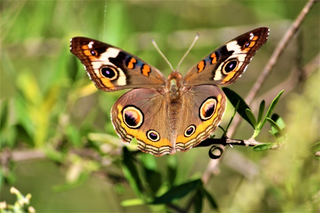 ‘~热带蝴蝶昆虫图片  ~’ 的图片