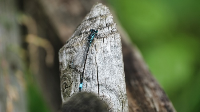 ‘~木头上的蓝黑蜻蜓摄影图片  ~’ 的图片