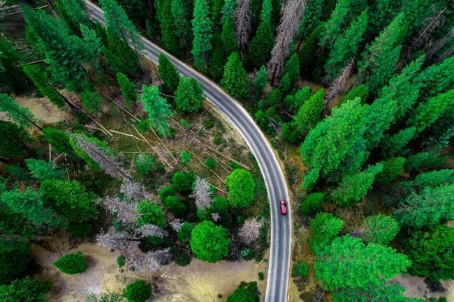 汽车穿越公路树林图片