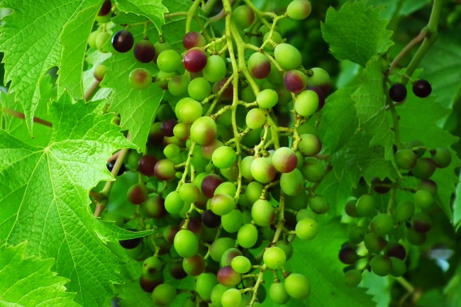 果园绿色葡萄串图片